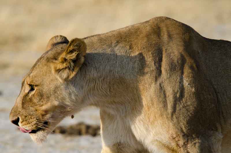 Leona - parque nacional de Etosha - Namibia 07.jpg